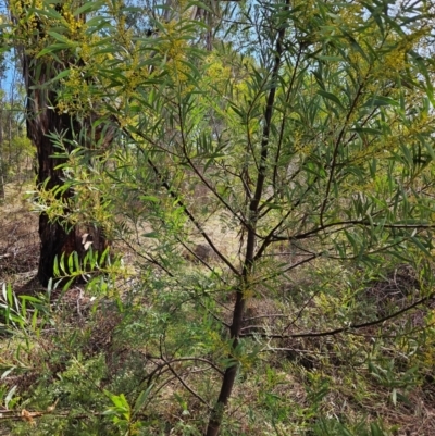 Acacia rubida (Red-stemmed Wattle, Red-leaved Wattle) at Tharwa, ACT - 9 Aug 2024 by ChrisHolder