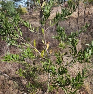 Acacia melanoxylon at Tharwa, ACT - 9 Aug 2024