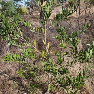 Acacia melanoxylon (Blackwood) at Tharwa, ACT - 9 Aug 2024 by ChrisHolder