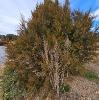 Kunzea ericoides (Burgan) at Gordon, ACT - 9 Aug 2024 by ChrisHolder