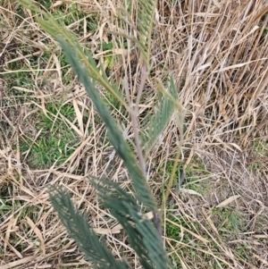 Acacia dealbata at Gordon, ACT - 9 Aug 2024