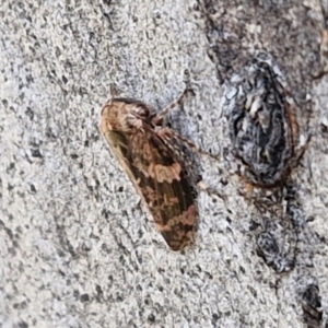 Eurypella tasmaniensis at Goulburn, NSW - 9 Aug 2024