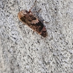 Eurypella tasmaniensis at Goulburn, NSW - 9 Aug 2024