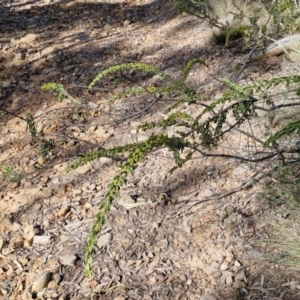 Acacia paradoxa at Goulburn, NSW - 9 Aug 2024