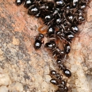 Formicidae (family) at Goulburn, NSW - 9 Aug 2024 02:49 PM