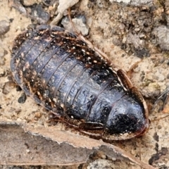 Calolampra sp. (genus) (Bark cockroach) at Goulburn, NSW - 9 Aug 2024 by trevorpreston