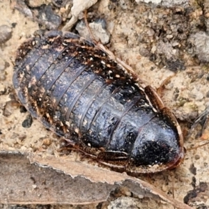 Calolampra sp. (genus) at Goulburn, NSW - 9 Aug 2024