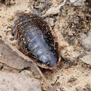 Calolampra sp. (genus) at Goulburn, NSW - 9 Aug 2024