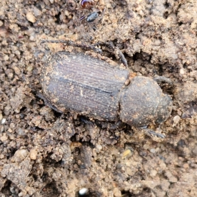 Cryptodus sp. (Ant-nest scarab beetle) at Goulburn, NSW - 9 Aug 2024 by trevorpreston