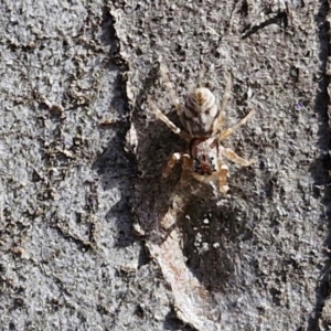 Arasia mollicoma at Goulburn, NSW - 9 Aug 2024