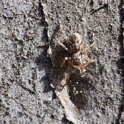 Arasia mollicoma (Flat-white Jumping Spider) at Goulburn, NSW - 9 Aug 2024 by trevorpreston