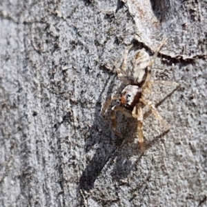 Arasia mollicoma at Goulburn, NSW - 9 Aug 2024 02:36 PM