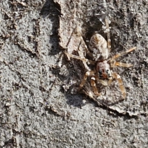 Arasia mollicoma at Goulburn, NSW - 9 Aug 2024 02:36 PM