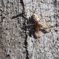 Arasia mollicoma at Goulburn, NSW - 9 Aug 2024 02:36 PM