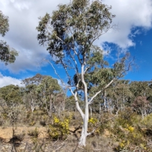 Eucalyptus rossii at Goulburn, NSW - 9 Aug 2024 02:34 PM