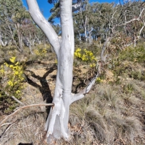 Eucalyptus rossii at Goulburn, NSW - 9 Aug 2024