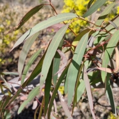 Eucalyptus rossii at Goulburn, NSW - 9 Aug 2024