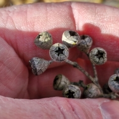 Eucalyptus rossii at Goulburn, NSW - 9 Aug 2024