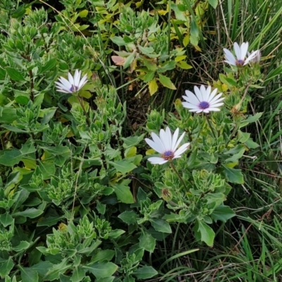 Dimorphotheca ecklonis (South African Daisy) at Goulburn, NSW - 9 Aug 2024 by trevorpreston