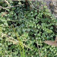 Asplenium flabellifolium (Necklace Fern) at Goulburn, NSW - 9 Aug 2024 by trevorpreston