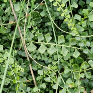 Asplenium flabellifolium at Goulburn, NSW - 9 Aug 2024