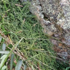 Asplenium flabellifolium at Goulburn, NSW - 9 Aug 2024