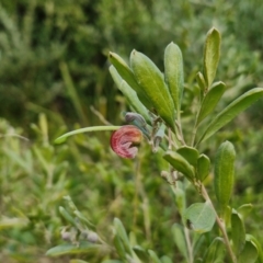 Grevillea arenaria subsp. arenaria at Goulburn, NSW - 9 Aug 2024 02:15 PM