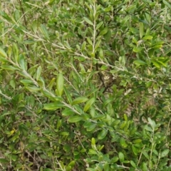 Grevillea arenaria subsp. arenaria at Goulburn, NSW - 9 Aug 2024