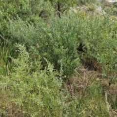 Grevillea arenaria subsp. arenaria at Goulburn, NSW - 9 Aug 2024 02:15 PM