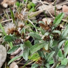 Gamochaeta calviceps (Narrowleaf Purple Everlasting) at Goulburn, NSW - 9 Aug 2024 by trevorpreston