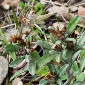 Gamochaeta calviceps at Goulburn, NSW - 9 Aug 2024 02:15 PM