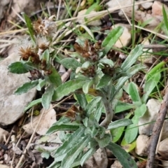 Gamochaeta calviceps at Goulburn, NSW - 9 Aug 2024