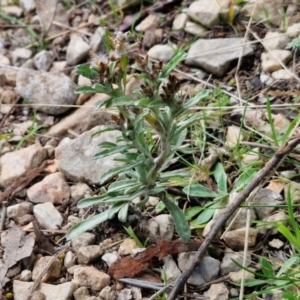 Gamochaeta calviceps at Goulburn, NSW - 9 Aug 2024