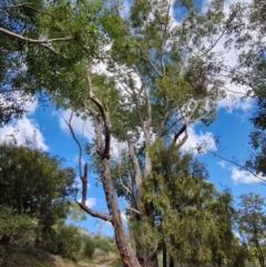 Eucalyptus botryoides (Bangalay, Southern Mahogany) at Goulburn, NSW - 9 Aug 2024 by trevorpreston
