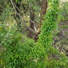 Asparagus asparagoides (Bridal Creeper, Florist's Smilax) at Goulburn, NSW - 9 Aug 2024 by trevorpreston