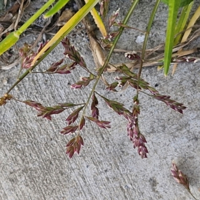 Poa bulbosa (Bulbous Meadow-grass) at Goulburn, NSW - 9 Aug 2024 by trevorpreston