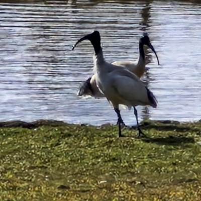 Threskiornis molucca (Australian White Ibis) at Goulburn, NSW - 9 Aug 2024 by trevorpreston