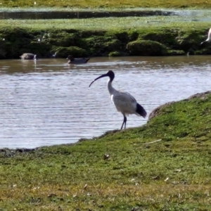 Threskiornis molucca at Goulburn, NSW - 9 Aug 2024