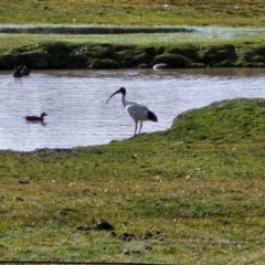 Threskiornis molucca at Goulburn, NSW - 9 Aug 2024