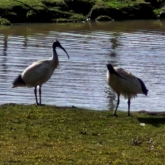 Threskiornis molucca at Goulburn, NSW - 9 Aug 2024