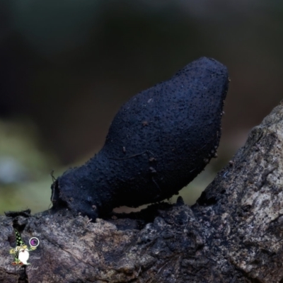 Xylaria sp. at Kianga, NSW - 7 Aug 2024 by Teresa