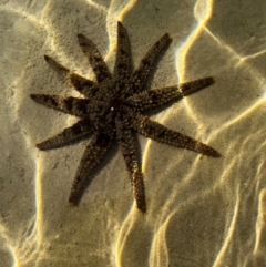 Coscinasterias muricata (Eleven-armed Seastar) at Merimbula, NSW - 9 Aug 2024 by Kiren