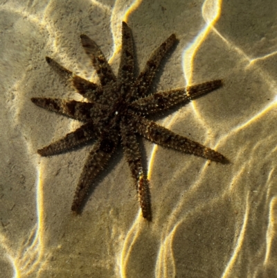 Coscinasterias muricata (Eleven-armed Seastar) at Merimbula, NSW - 9 Aug 2024 by Kiren