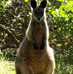 Wallabia bicolor (Swamp Wallaby) at South Durras, NSW - 8 Aug 2024 by GlossyGal