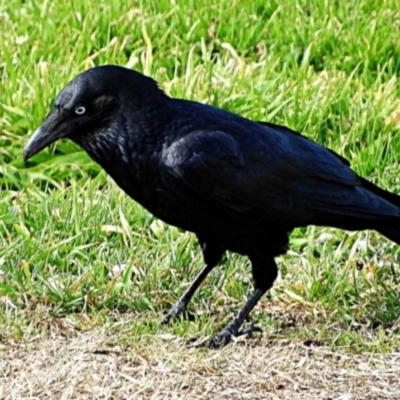 Corvus coronoides (Australian Raven) at Goulburn, NSW - 9 Aug 2024 by Milly