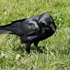 Corvus coronoides at Goulburn, NSW - 9 Aug 2024