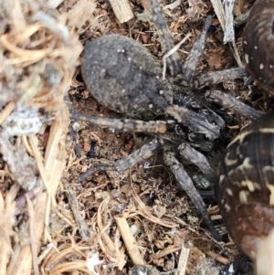 Lycosidae (family) at Hume, ACT - 9 Aug 2024