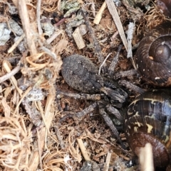 Lycosidae (family) at Hume, ACT - 9 Aug 2024 11:54 AM