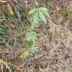 Passiflora caerulea at Hume, ACT - 9 Aug 2024