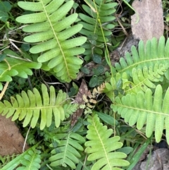 Blechnum nudum (Fishbone Water Fern) at Farringdon, NSW - 7 Aug 2024 by JaneR